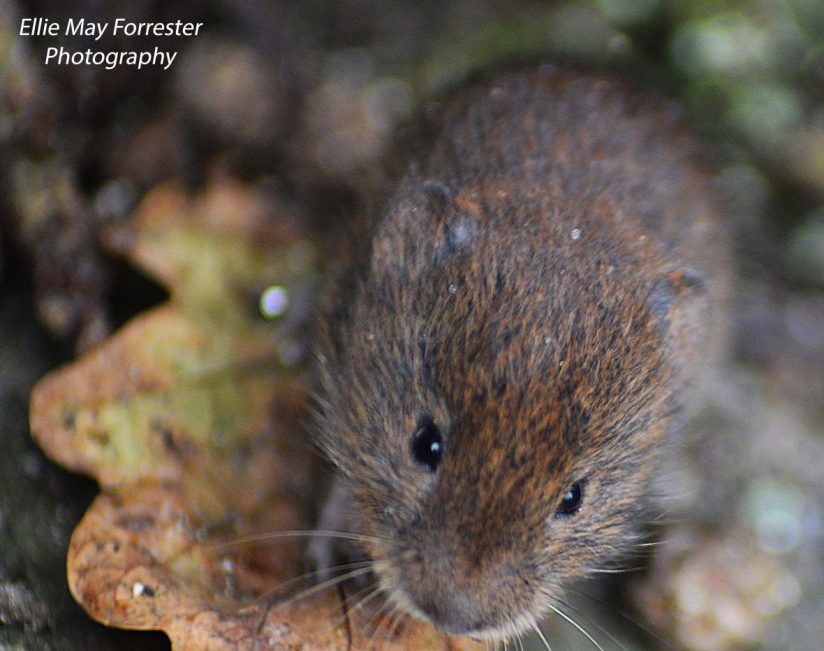 cropped-field-vole-with-text.jpg