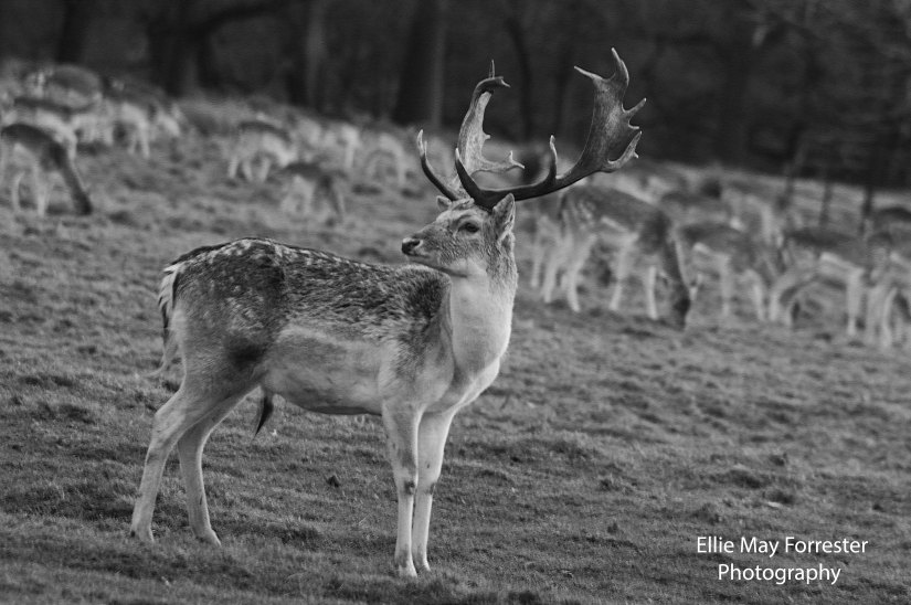 stag black and white
